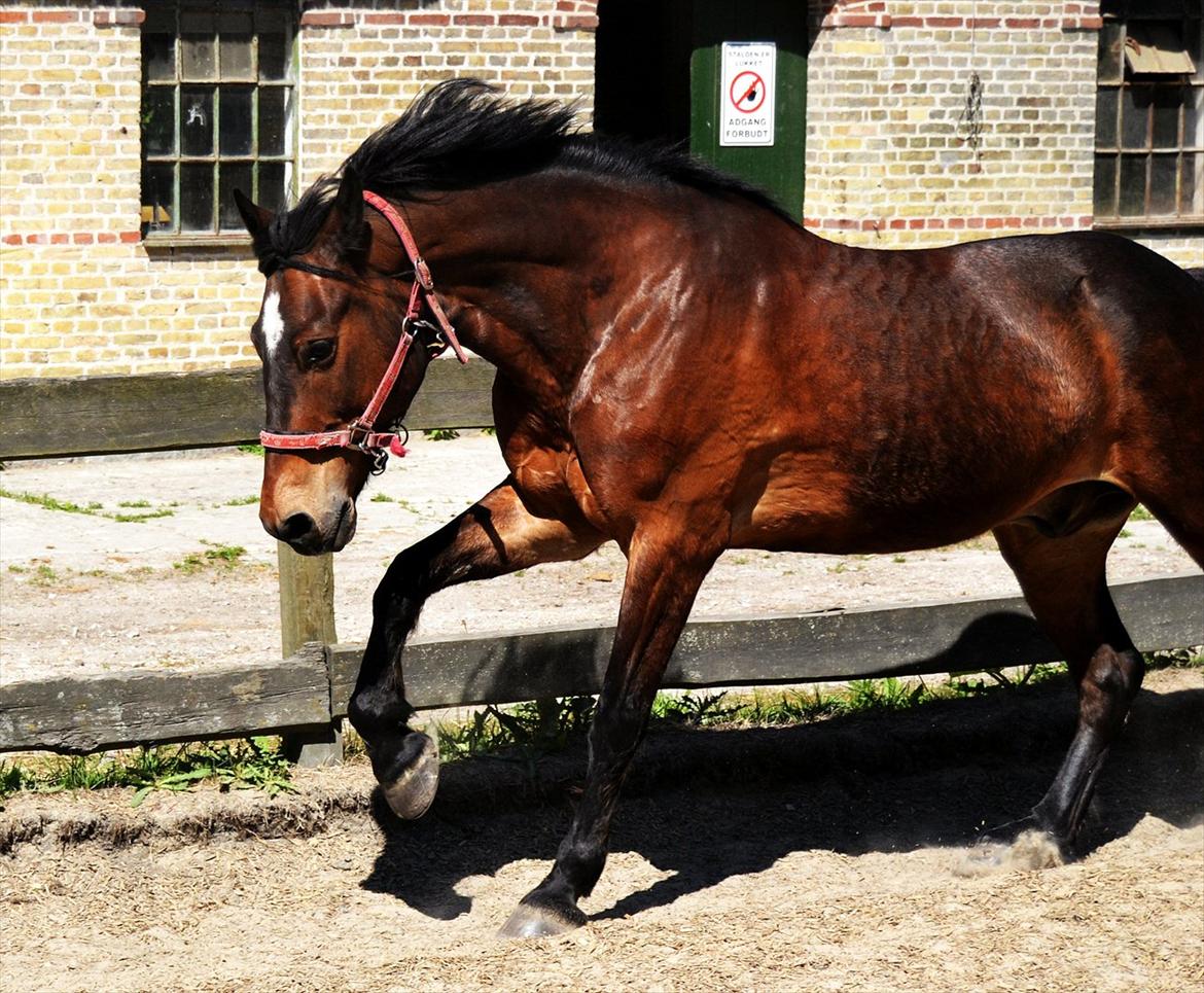 Welsh Cob (sec D) Låddenhøjs Donnovan [Tidl. Part] billede 16