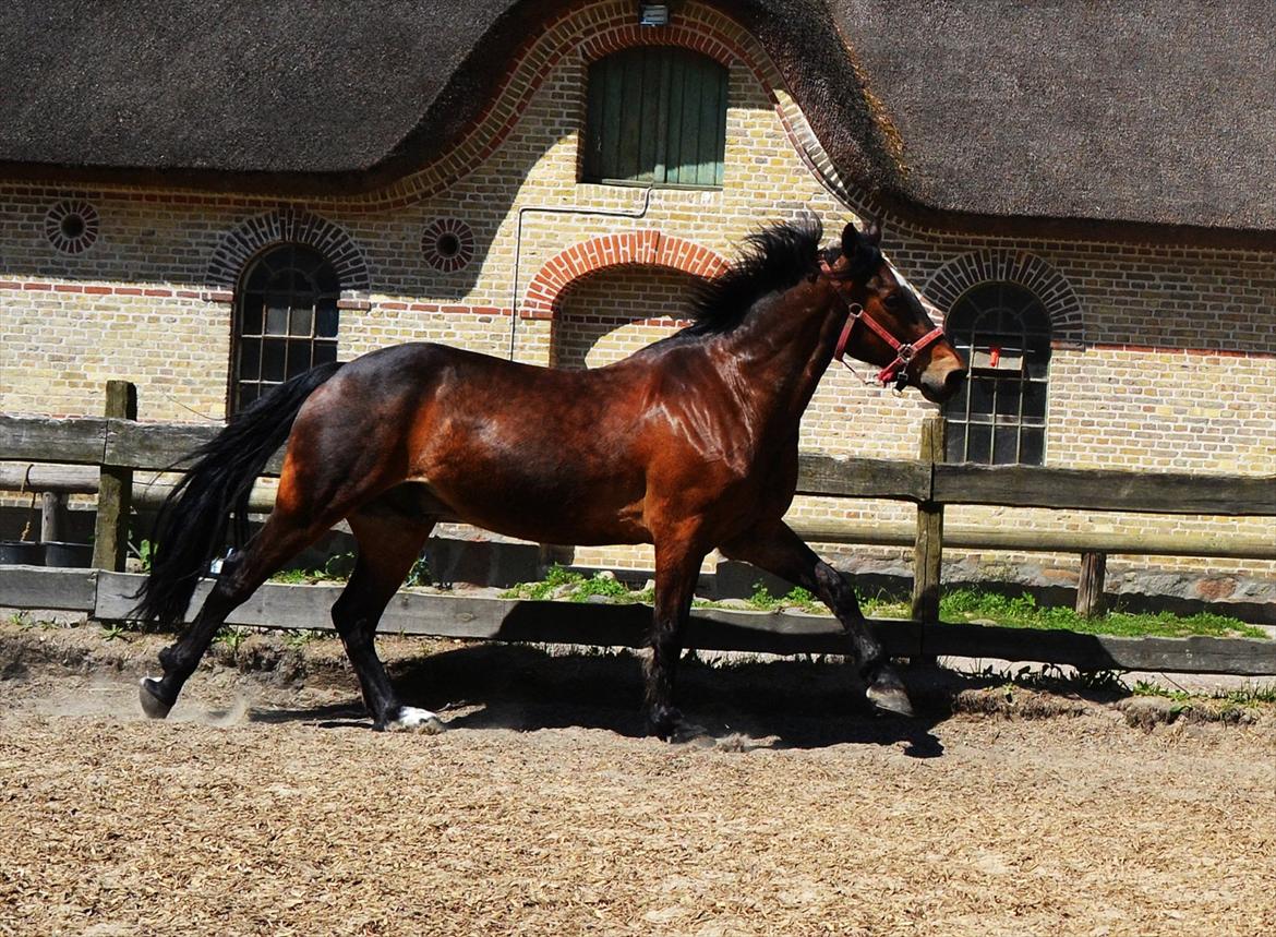 Welsh Cob (sec D) Låddenhøjs Donnovan [Tidl. Part] billede 17