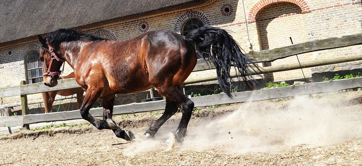 Welsh Cob (sec D) Låddenhøjs Donnovan [Tidl. Part] billede 18