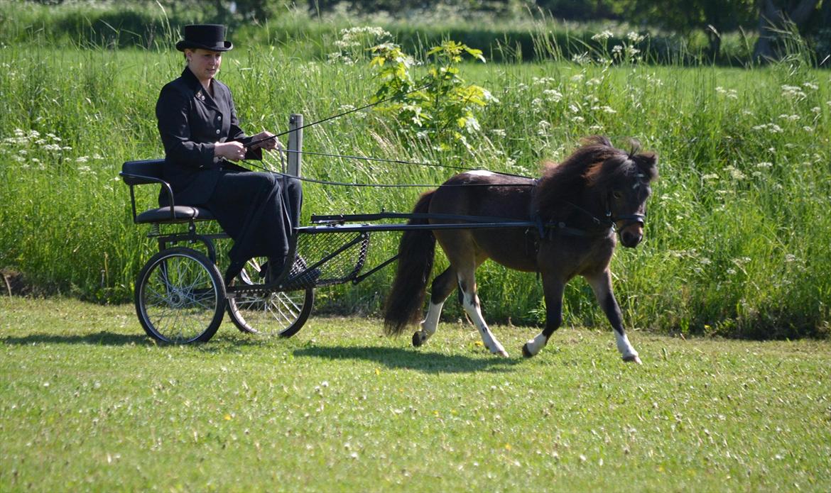 Belgisk Miniature Lundevestergård Lux Mar billede 3