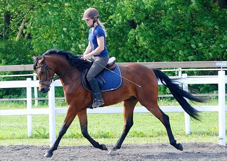 Arabisk fuldblod (OX) Psynselino (SOLGT) - Redet 1 måned. billede 10