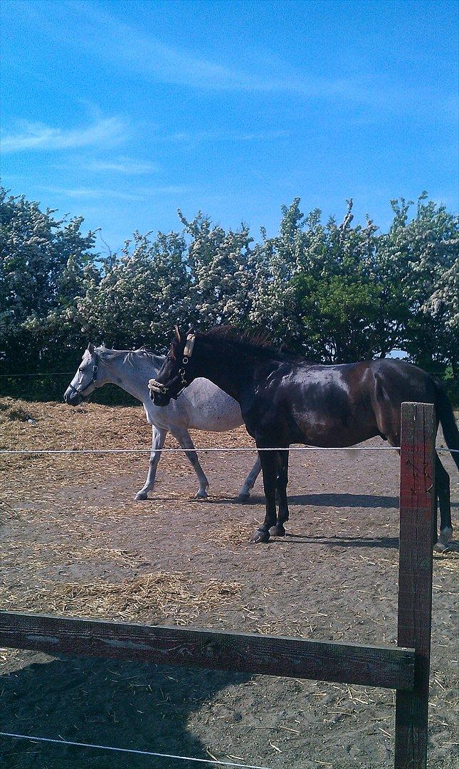 Fuldblod (XX) Matcho R.I.P du elsket og savnet - Bassen nyder solen med Marie efter en ride tur og et bad <3 billede 9