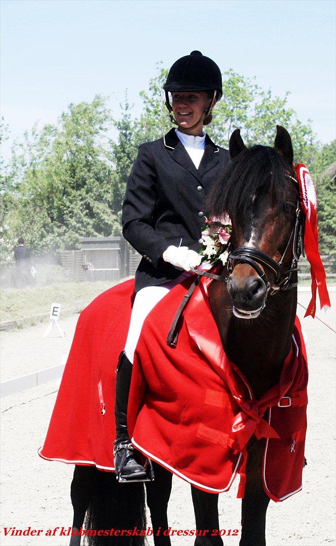 New Forest Sirius Hippios billede 8