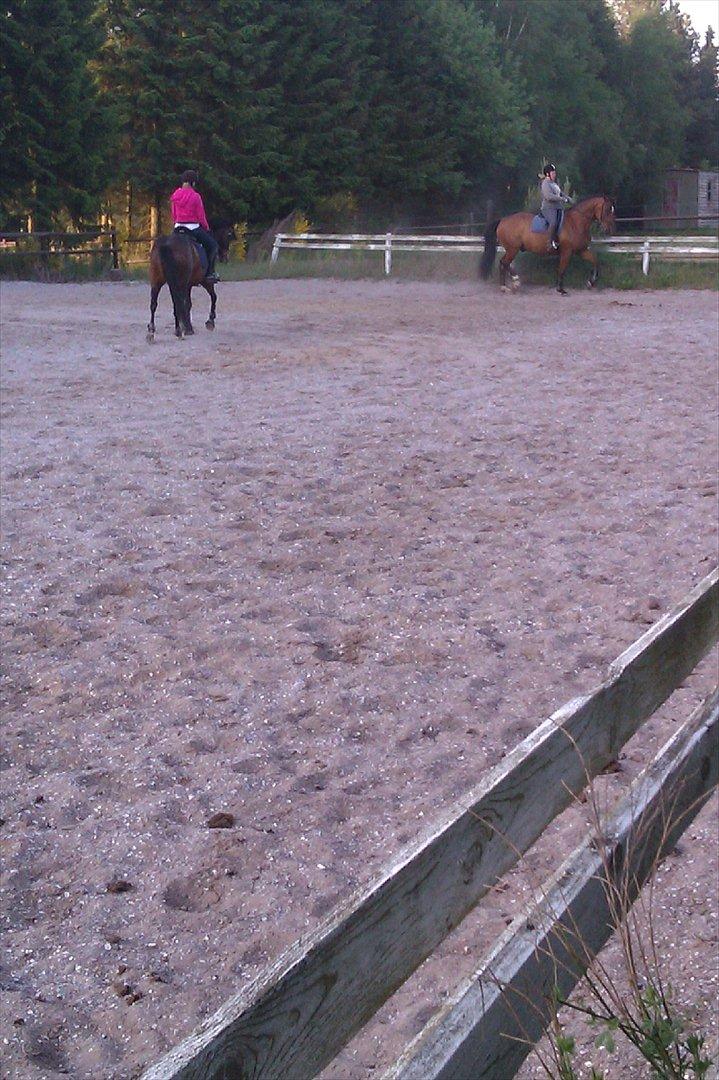 Dansk Varmblod Salter tranebo - Maj 2012 billede 11