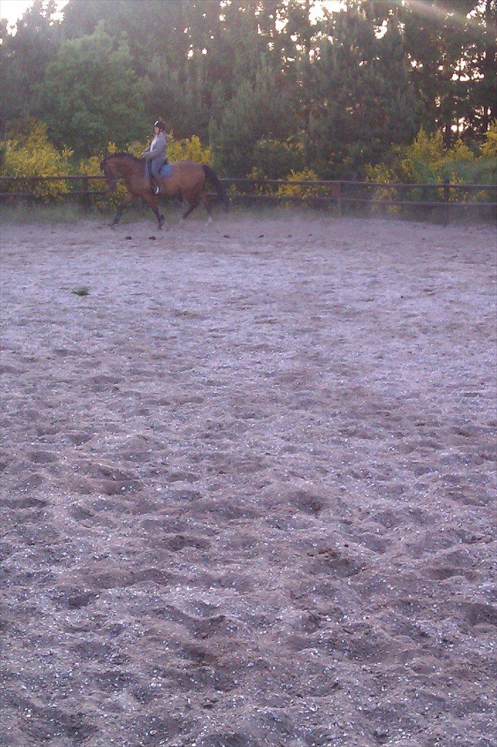 Dansk Varmblod Salter tranebo - Maj 2012 billede 12