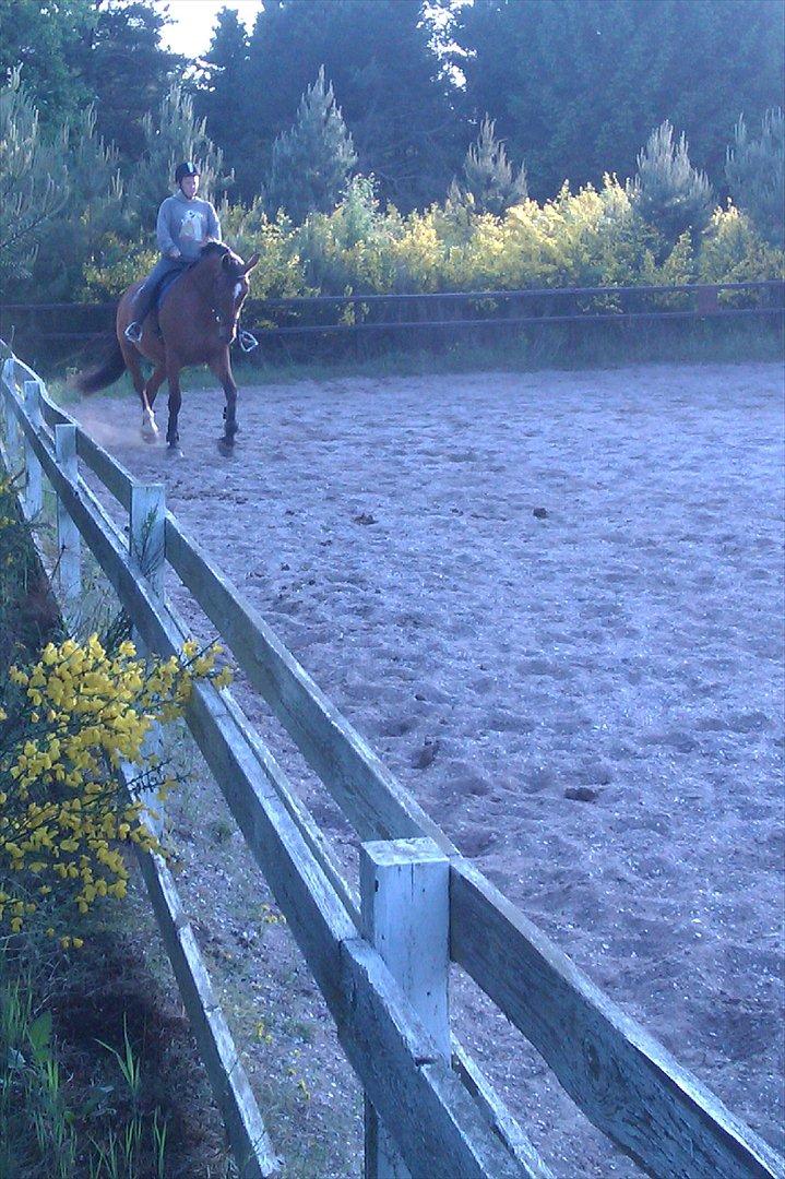 Dansk Varmblod Salter tranebo - Maj 2012 billede 13