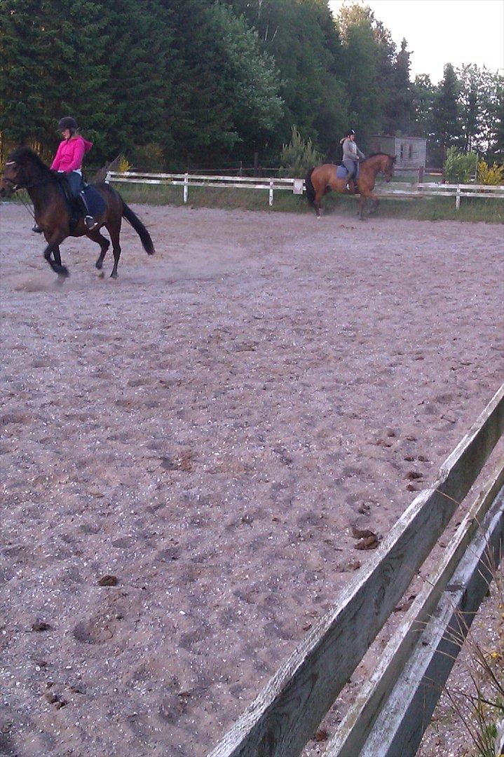 Dansk Varmblod Salter tranebo - Maj 2012 billede 14