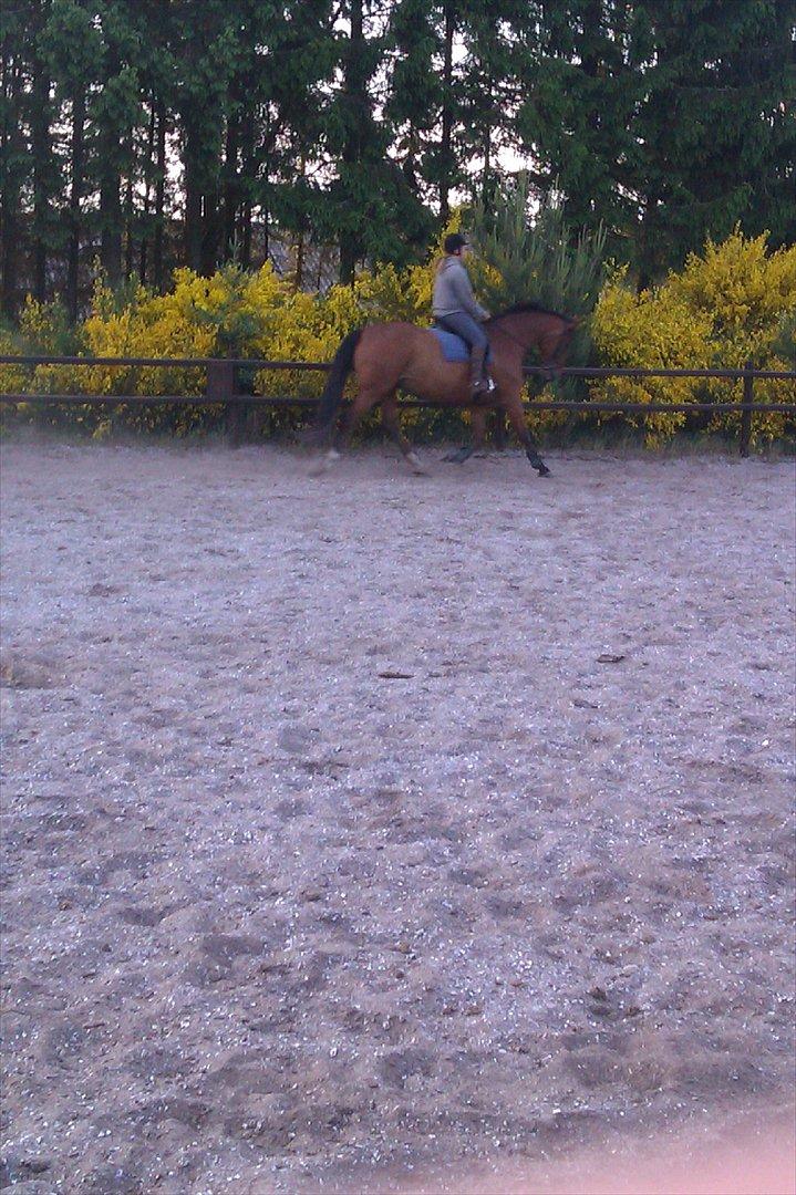 Dansk Varmblod Salter tranebo - Maj 2012 billede 15