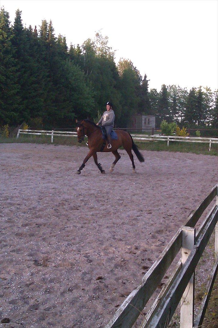 Dansk Varmblod Salter tranebo - Maj 2012 billede 16