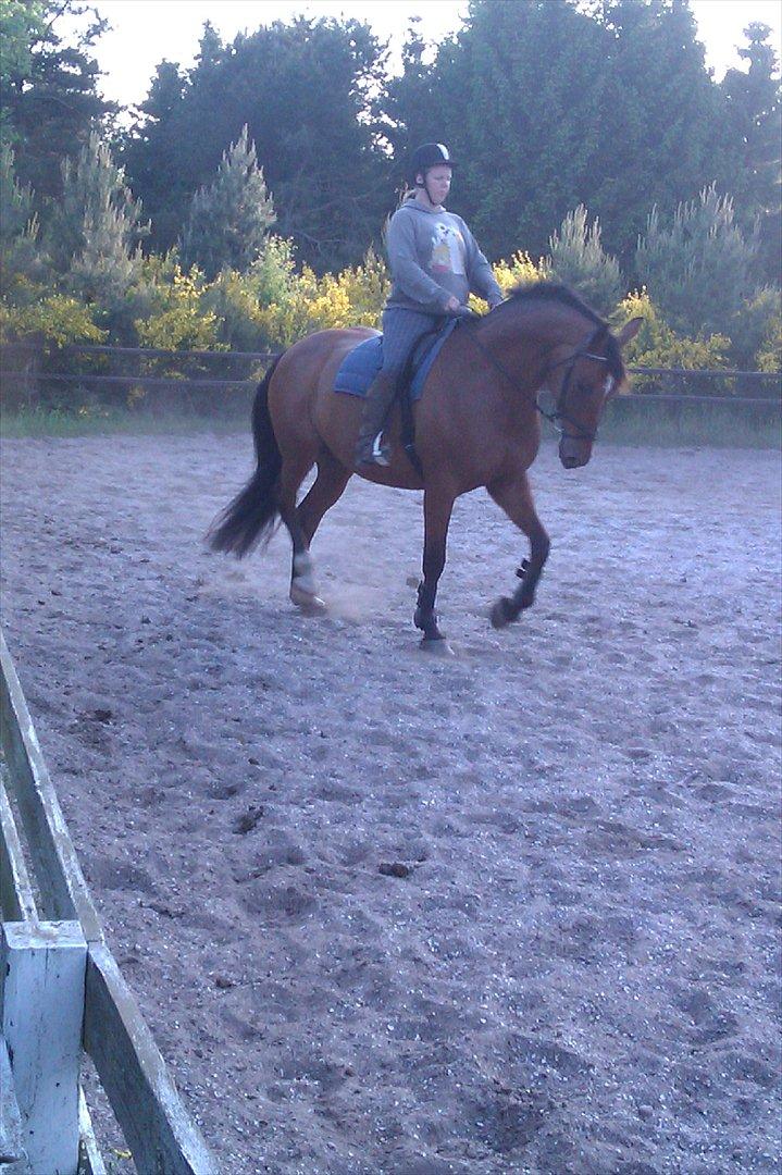 Dansk Varmblod Salter tranebo - Maj 2012 billede 17