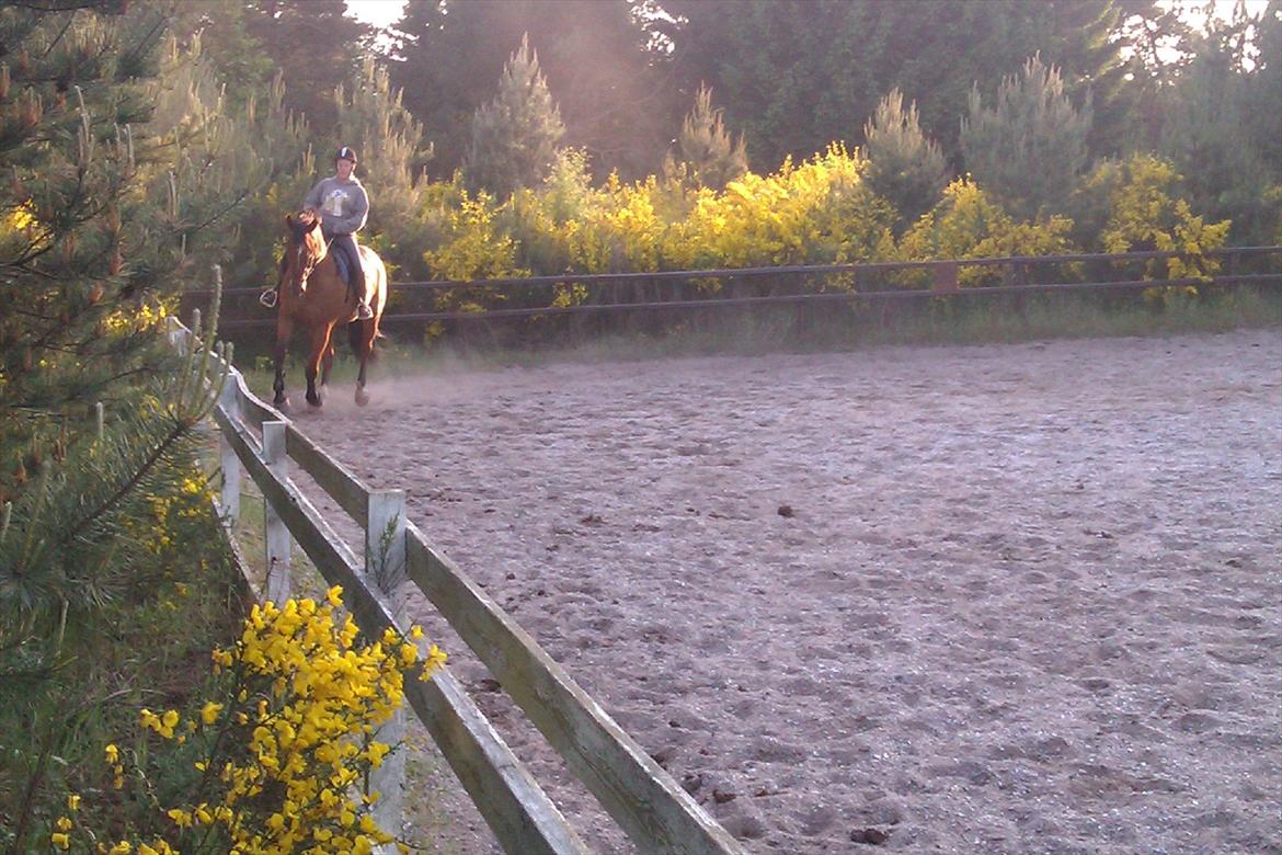 Dansk Varmblod Salter tranebo - Maj 2012 billede 18