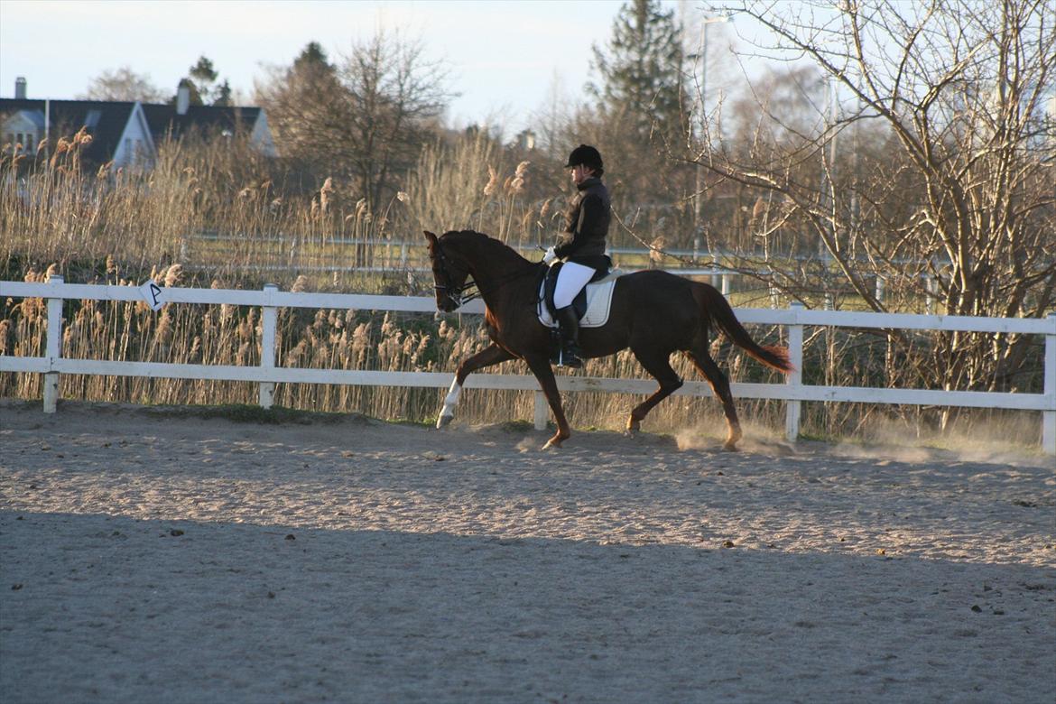 Dansk Varmblod Rønbjergs Altessa billede 15