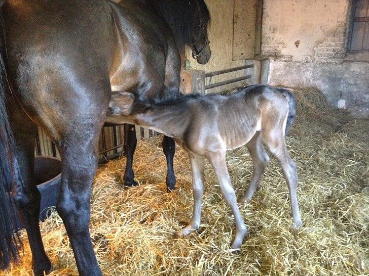 Traver Kostonia Hedebo - Aliena Foragergaard får sig li en bid "mad" billede 15
