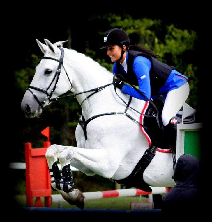 Dansk Varmblod NICE FELLOW - Morsø 2012. billede 5