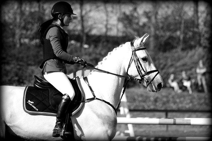 Dansk Varmblod NICE FELLOW - Ikast bededags stævne 2012. billede 7