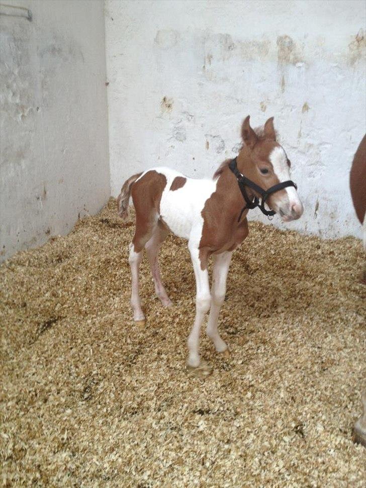 Pinto Cutter ( Frida) billede 1