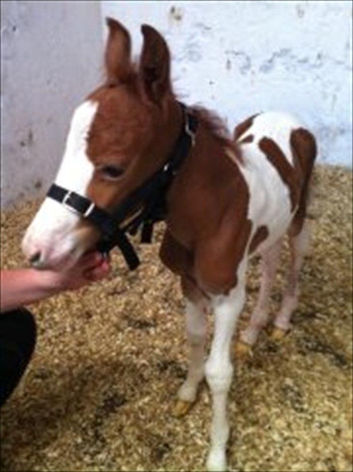 Pinto Cutter ( Frida) billede 2