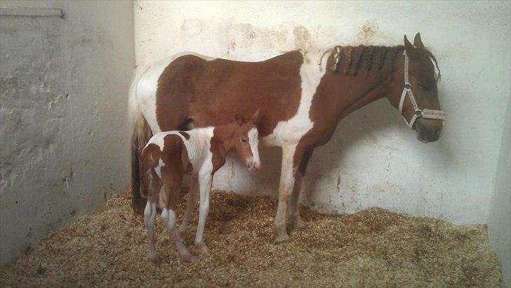 Pinto Cutter ( Frida) billede 3