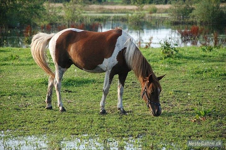 Pinto Cutter ( Frida) - her er Annabella's mor Perle 

her er det fra oktober sidste år  billede 4
