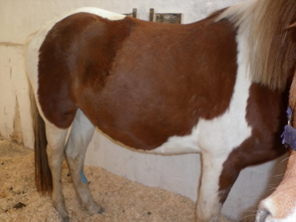 Pinto Cutter ( Frida) - her er perle igen her er der 1 månde til Annabeller blev født billede 5