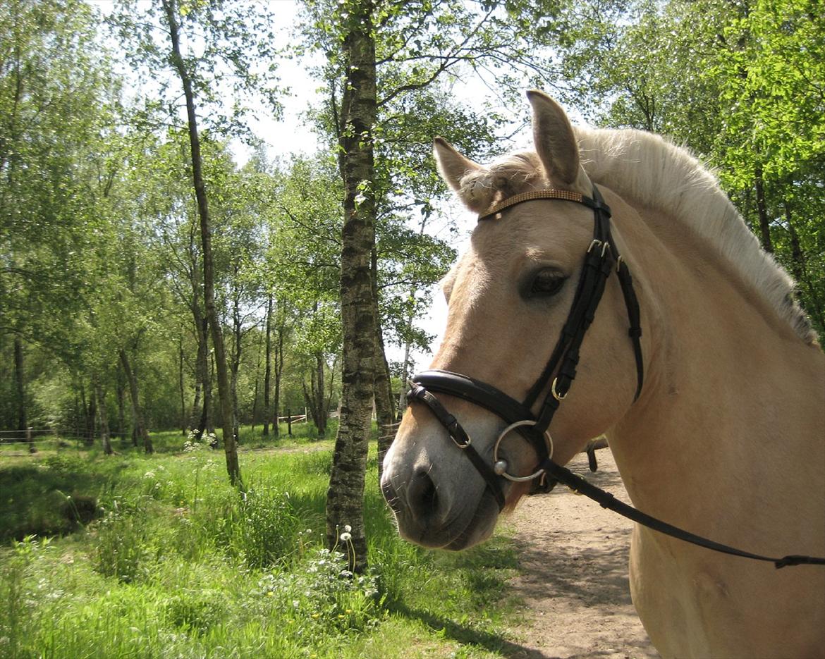 Fjordhest Musse <3  - Tak fordi du kiggede på Musse's profi:-) billede 13