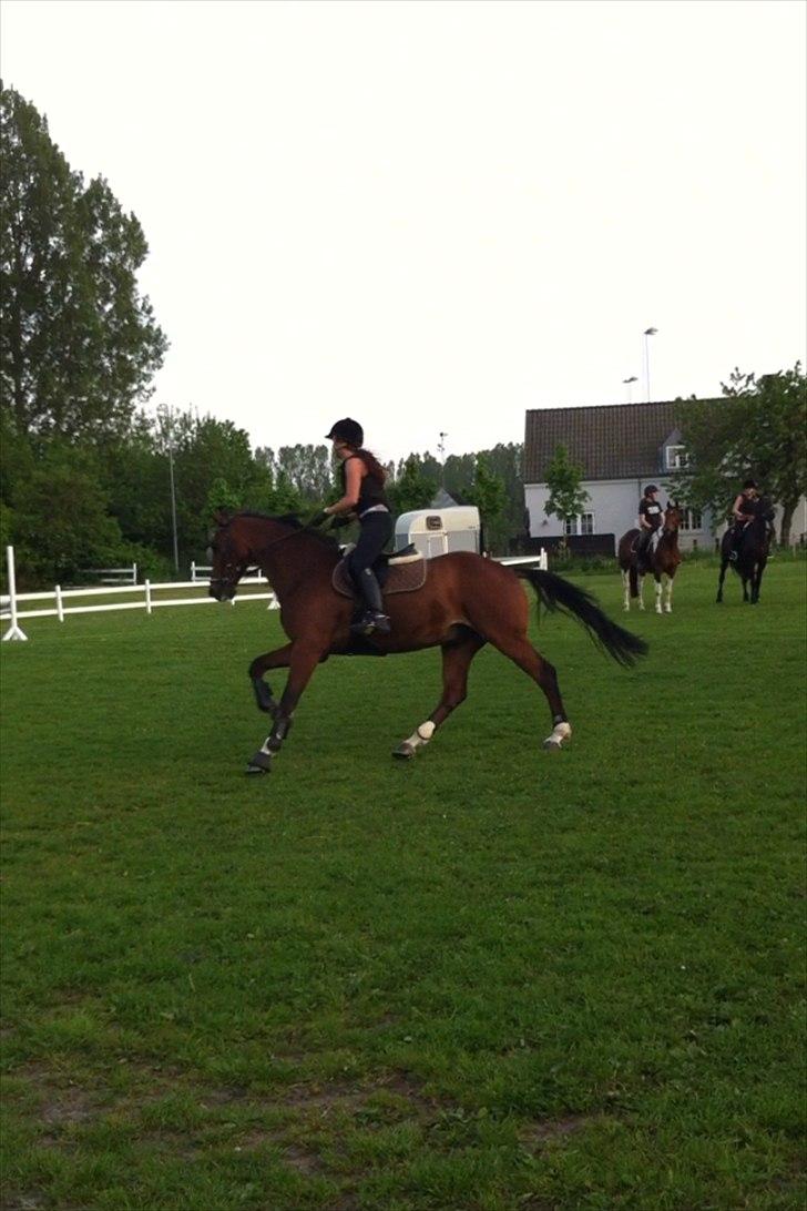 Dansk Varmblod CAMMELOT billede 18