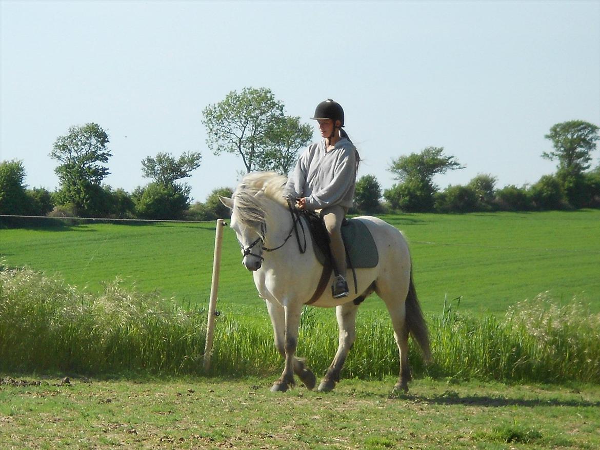 Anden særlig race Lille Ole (solgt) billede 1