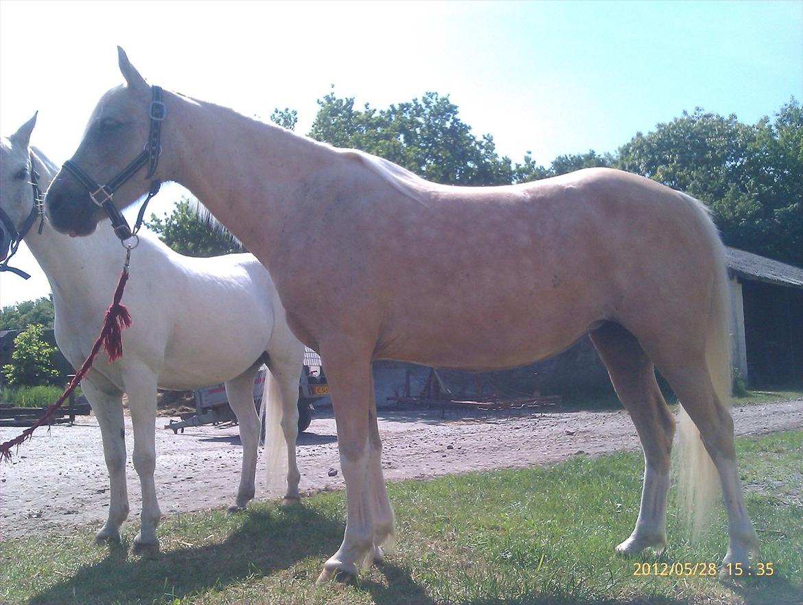 Welsh Partbred (Sec F) Amigo Tusindfryd "Fryd" - dejlig ren. tog vask med højtryksrenser (uden dysse) uden panik og angst. Vi har fået Så go et forhold. billede 4