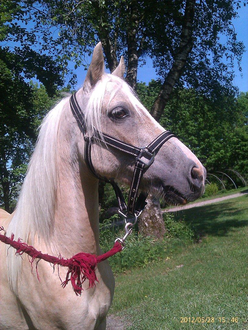 Welsh Partbred (Sec F) Amigo Tusindfryd "Fryd" - Ny vasket pige. billede 3