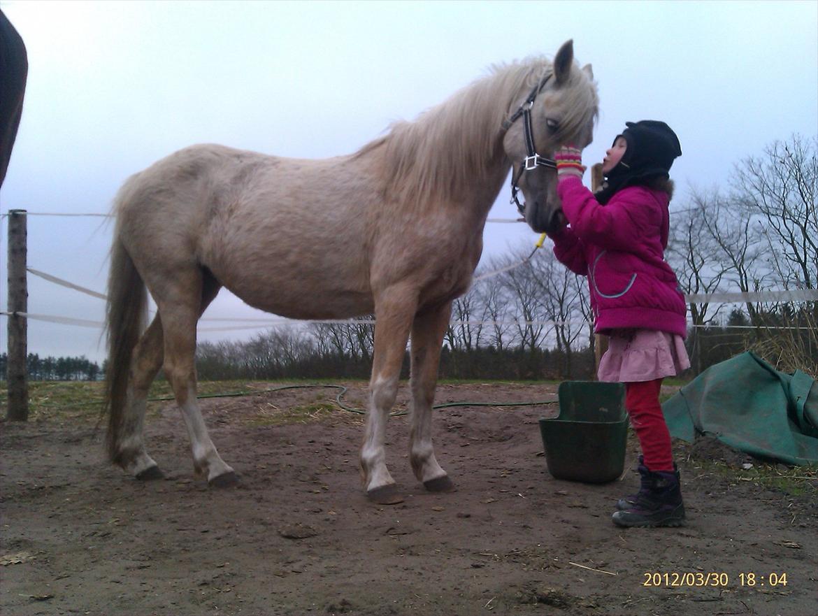 Welsh Partbred (Sec F) Amigo Tusindfryd "Fryd" - Nussetid efter skole billede 6