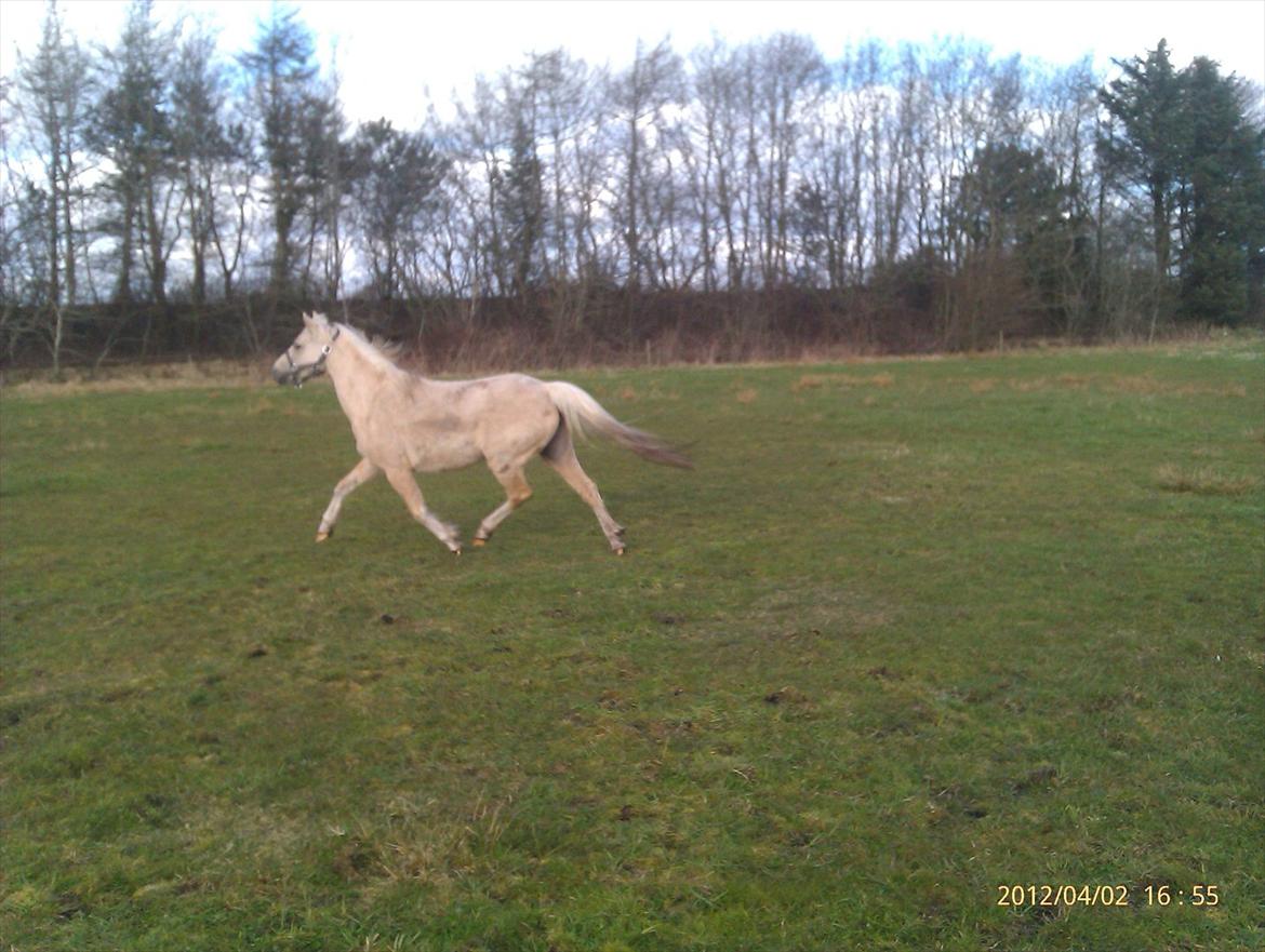 Welsh Partbred (Sec F) Amigo Tusindfryd "Fryd" - wee græs...  billede 5