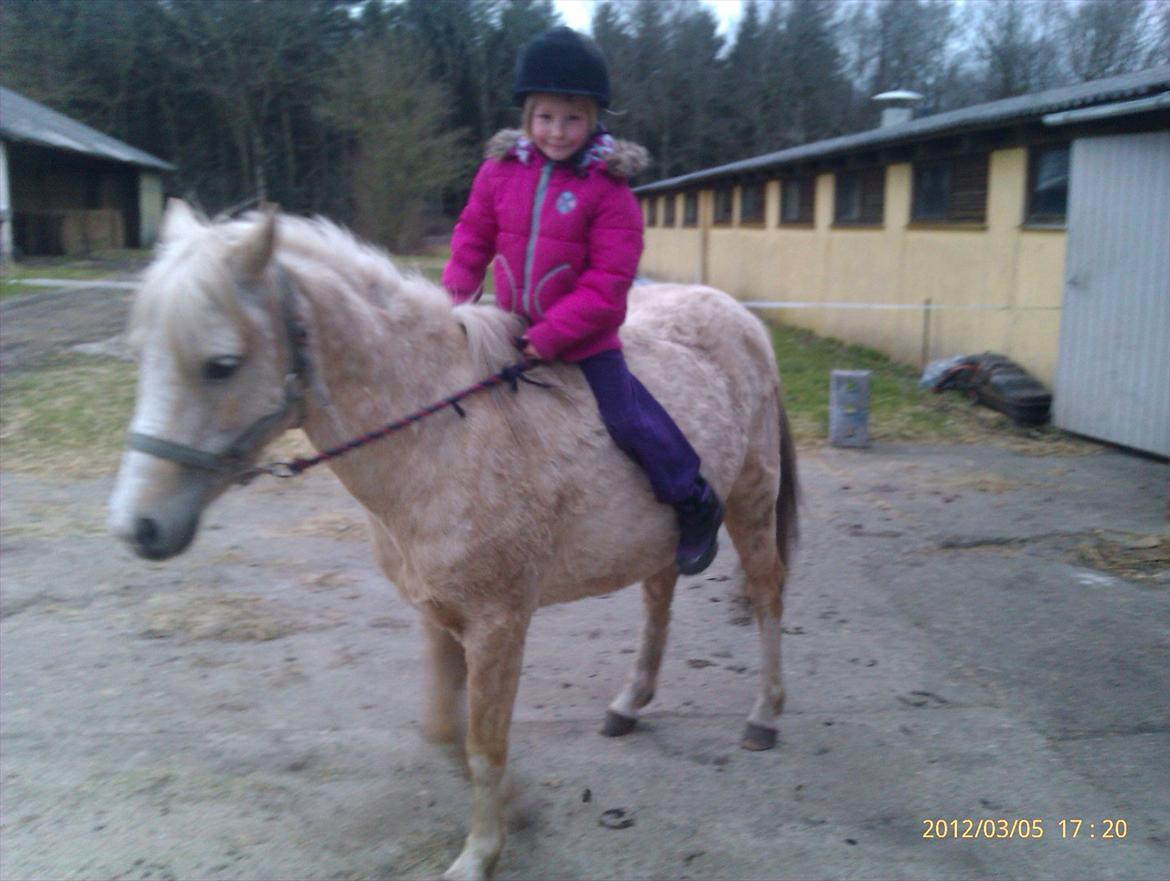 Welsh Partbred (Sec F) Amigo Tusindfryd "Fryd" - Olivia og Fryd´s 2 tur sammen billede 12