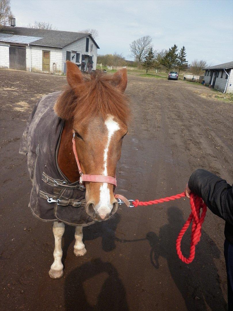 Pinto perle billede 11