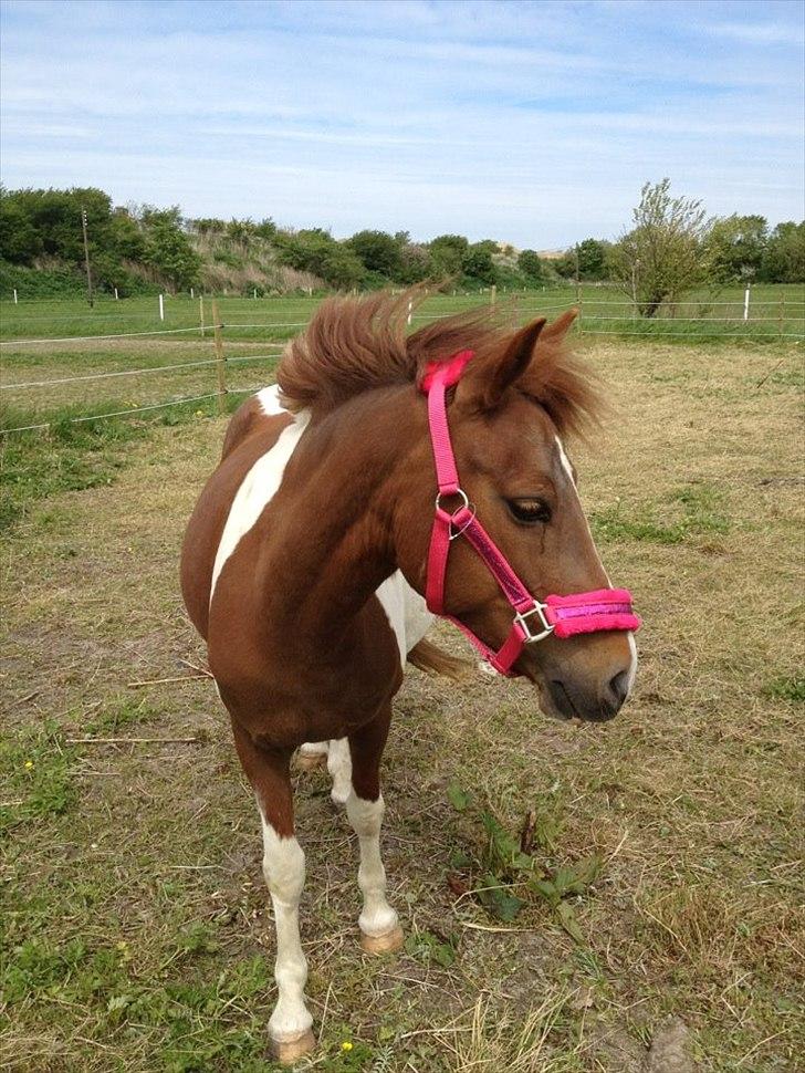 Pinto perle billede 12