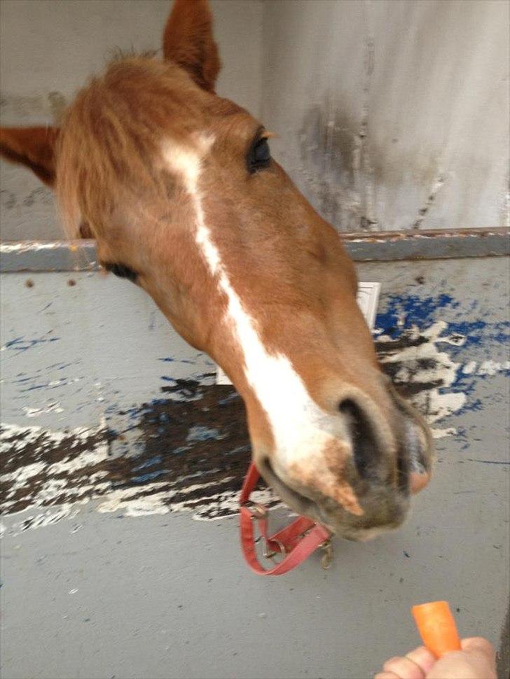 Pinto perle billede 13