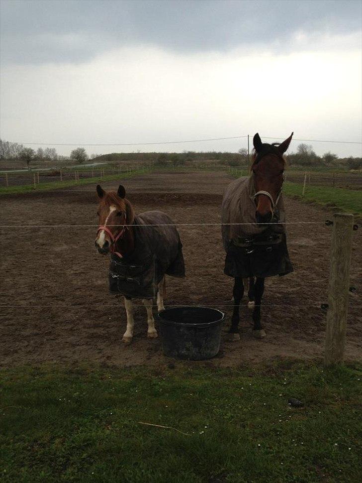 Pinto perle billede 14