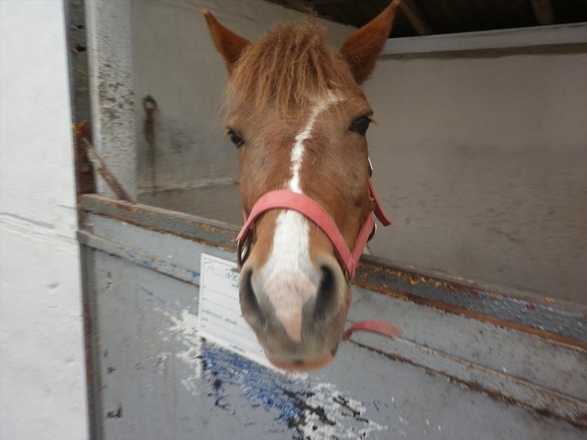 Pinto perle billede 15