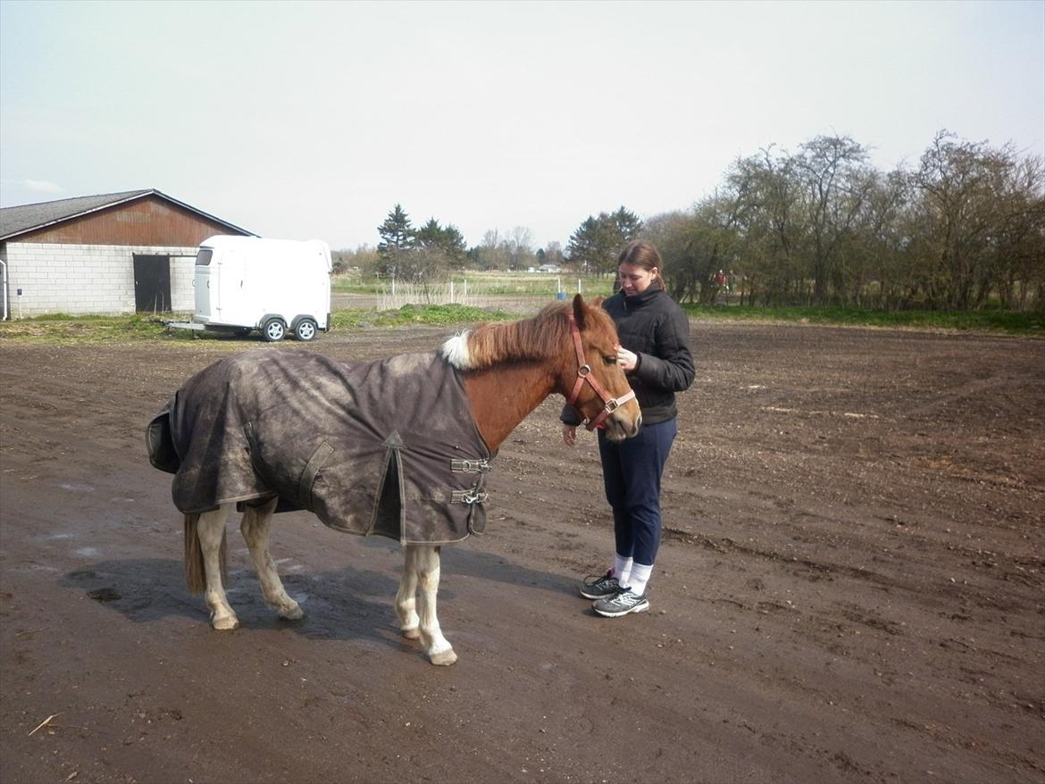 Pinto perle billede 16