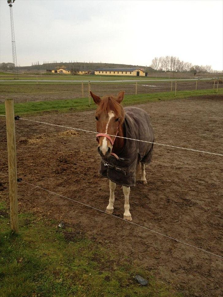 Pinto perle billede 17