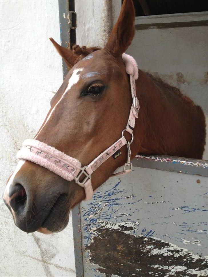 Pinto perle billede 18