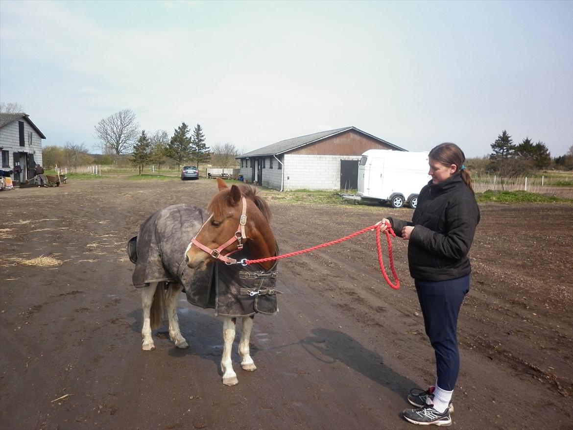 Pinto perle billede 19