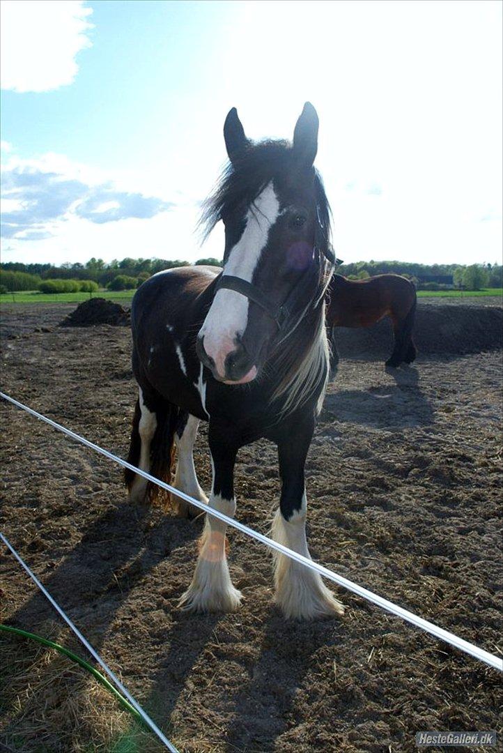 Irish Cob Crossbreed Sambuca G **BROVANG** R.I.P - Ko, du er og bliver en lækker steg <3 billede 11