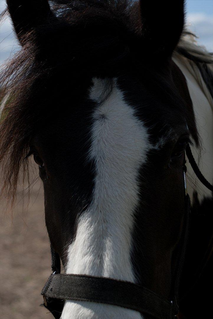 Irish Cob Crossbreed Sambuca G **BROVANG** R.I.P - <3 du sååå smuk <3 billede 12