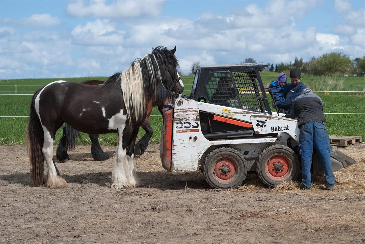 Irish Cob Crossbreed Sambuca G **BROVANG** R.I.P - Ko er altid med hvor det hele sker ;) billede 13