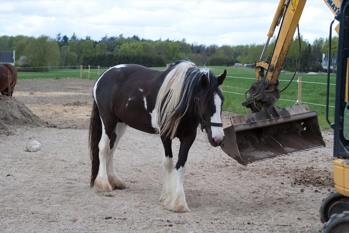 Irish Cob Crossbreed Sambuca G **BROVANG** R.I.P - Bange NEJJJ :D billede 15