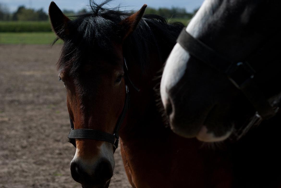 Belgier Malibu **BROVANG** SOLGT ! - Du er en fin "lille" brun dame :D billede 16
