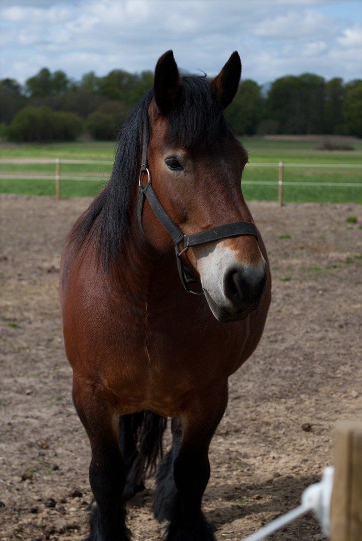 Belgier Malibu **BROVANG** SOLGT ! - Self. holder du lige øje med det hele ud over alle markerne :D billede 18