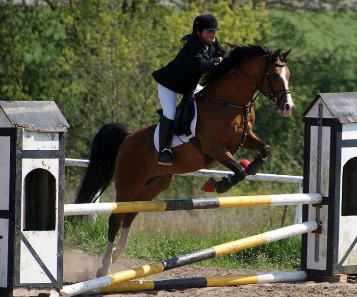 Arabisk fuldblod (OX) Brahim billede 16