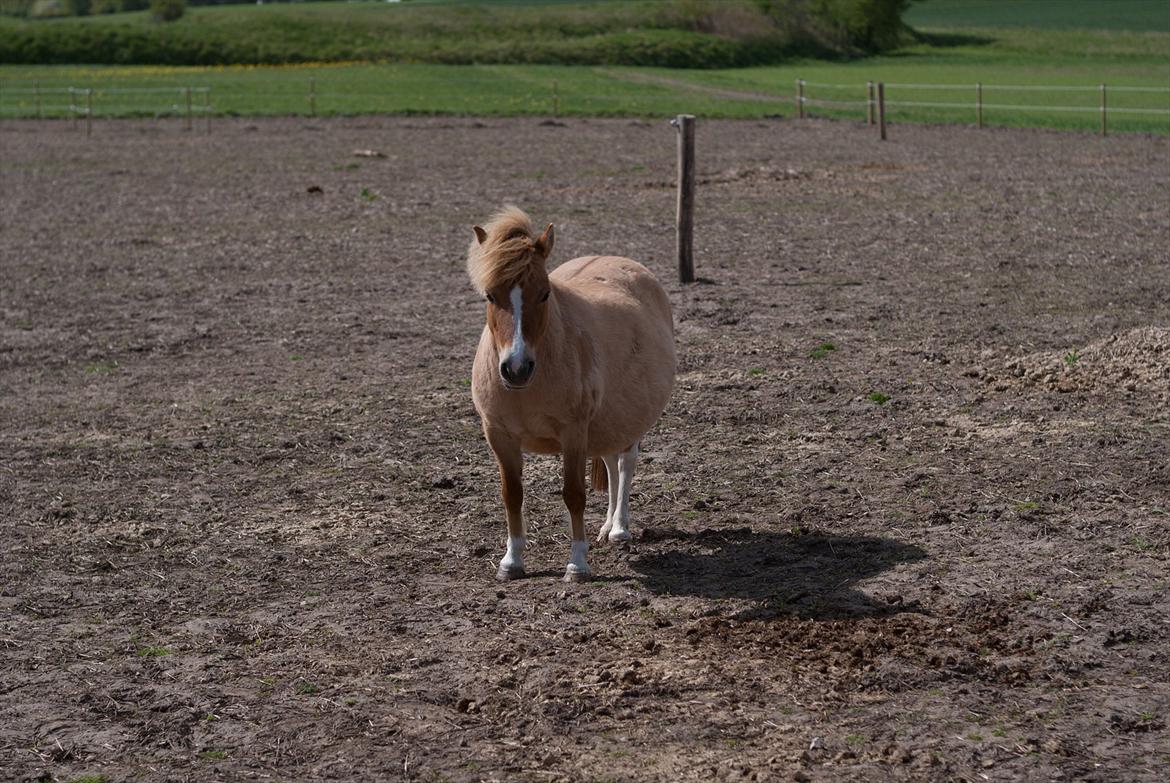 Pinto Doheema Snuske PIN 596 **BROVANG** SOLGT ! - 7 dage inden hun folede ;D billede 7