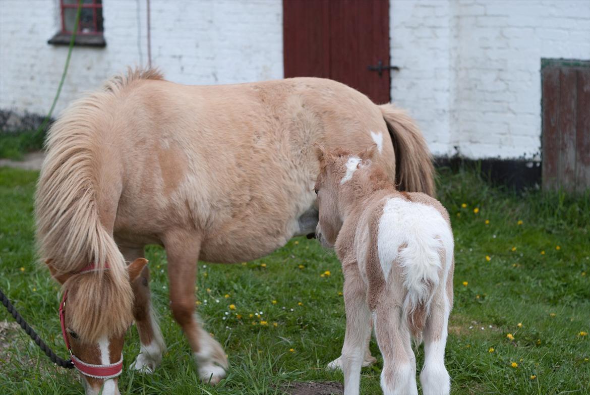 Pinto Doheema Snuske PIN 596 **BROVANG** SOLGT ! - verdens bedste mor <3
 billede 8